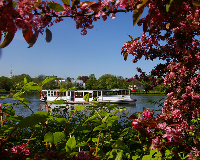 Eine weiße Alsterbarkasse, die 'St. Georg', fährt an einem sonnigen Tag über das Wasser. Das Bild wird von Zweigen mit rosa Blüten und grünen Blättern eingerahmt.